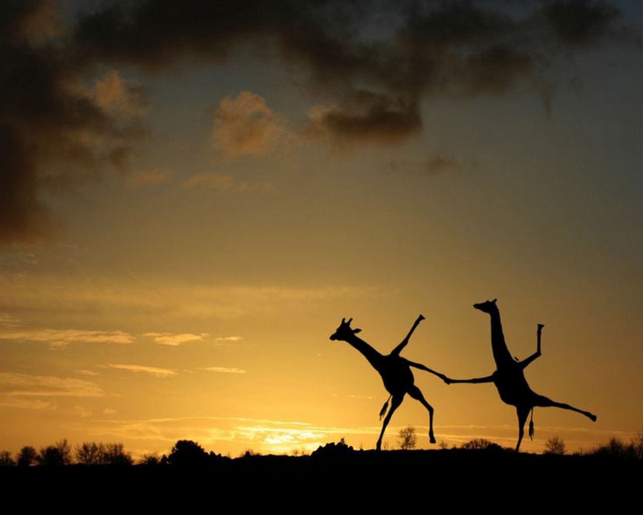 tančící žirafy